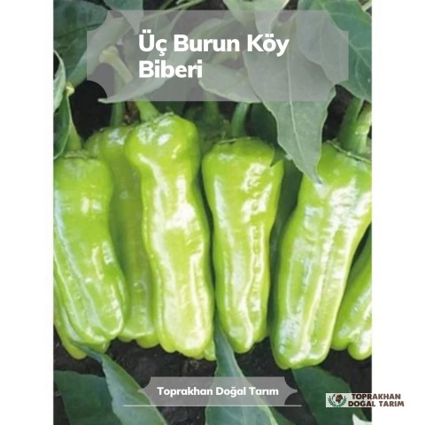 Fide Üretimi